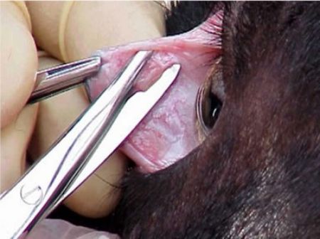 Picture for category Biopsy