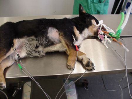 Picture for category E.C.G (Vets)