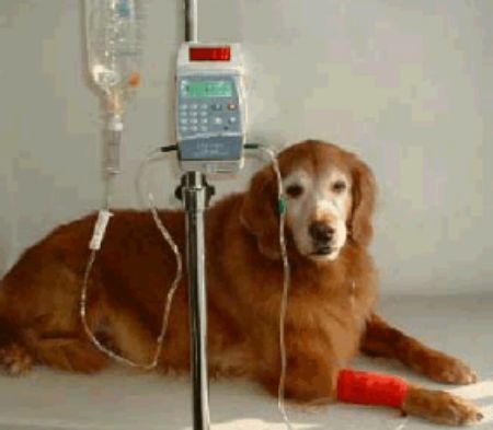 Picture for category I.V & Irrigation (Vets)