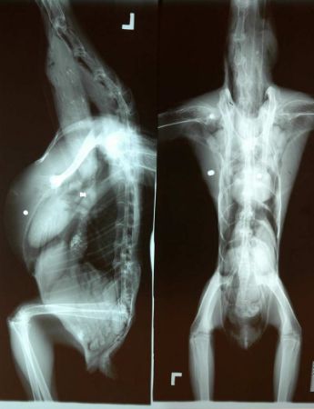 Picture for category X-Ray (Vets)