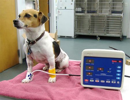 Picture for category Blood Pressure (Vets)