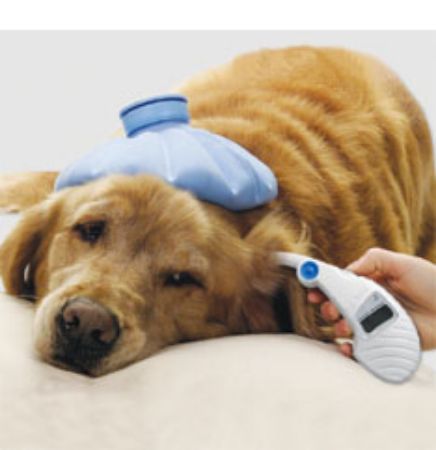 Picture for category Thermometers (Vets)