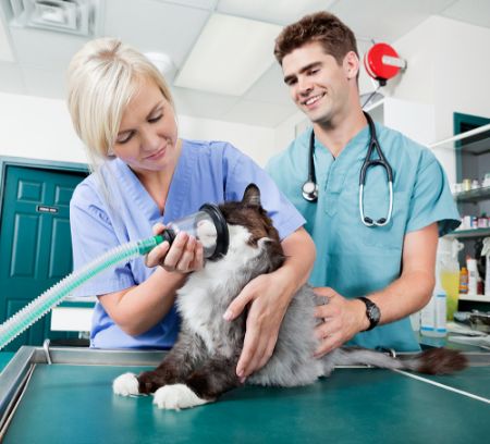 Picture for category Anaesthetics & Respiratory (Vets)